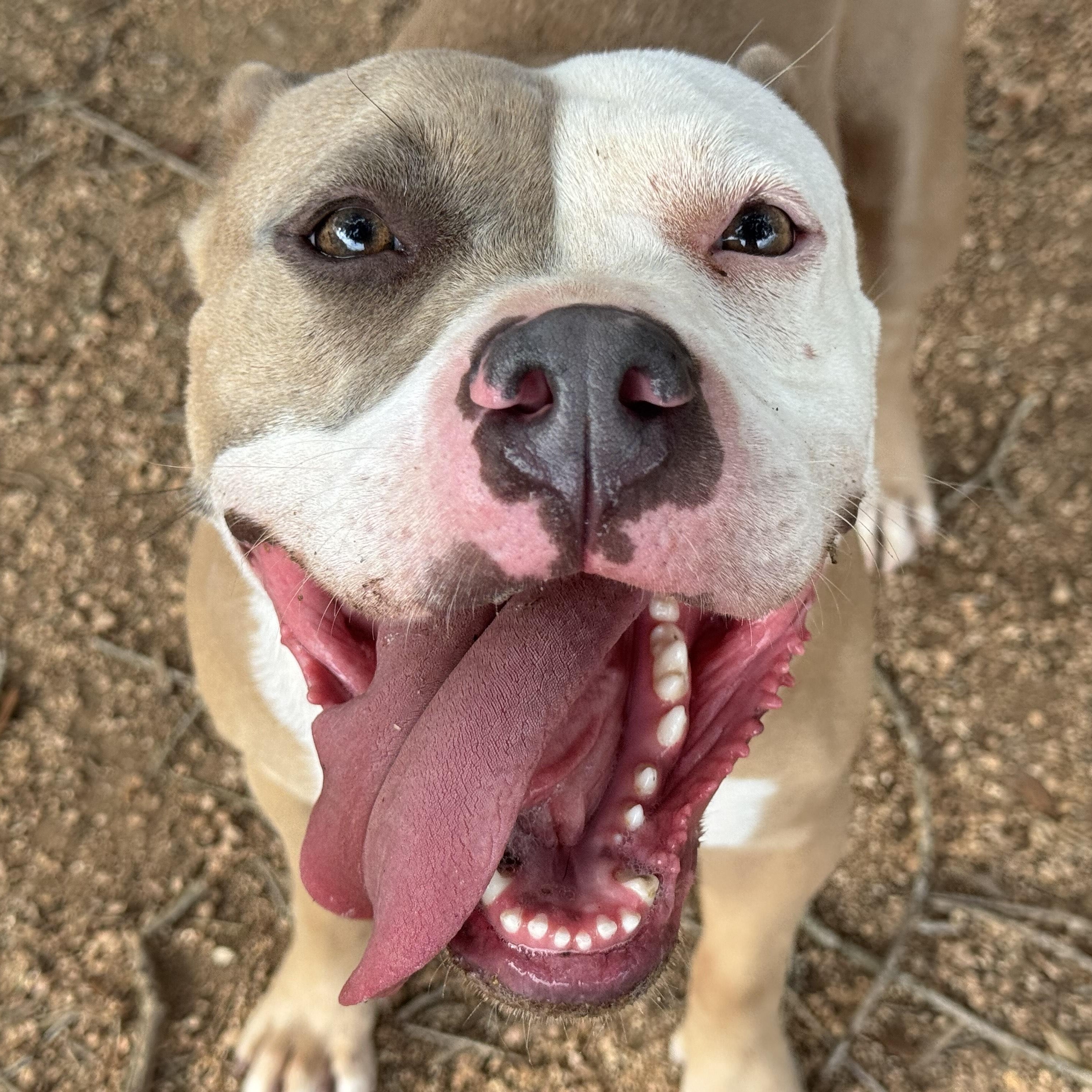 Enlarge Amber, a Adoptable mixed breed in Sugar Land, TX image 1/6