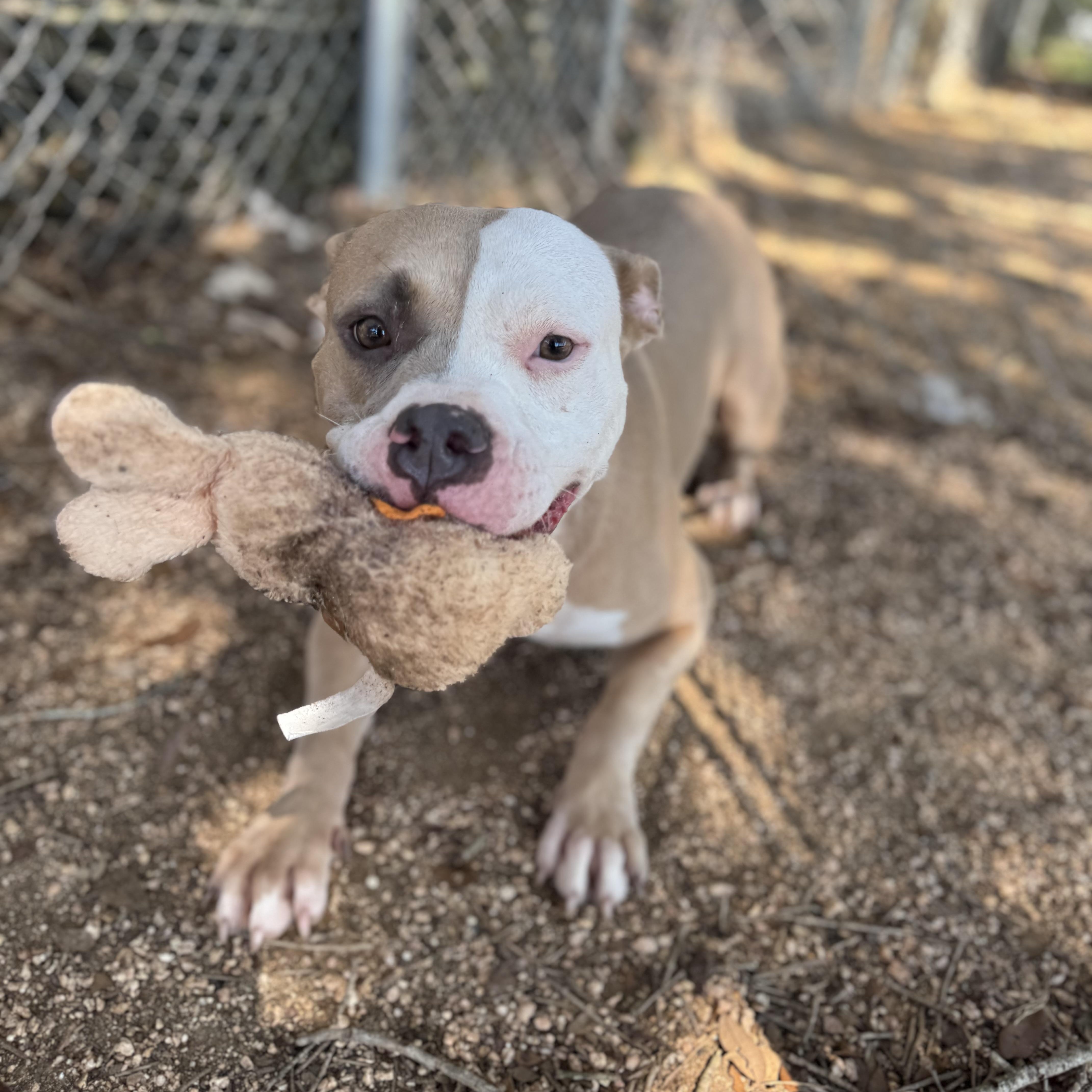 Amber, a Adoptable mixed breed in Sugar Land, TX image 4/5