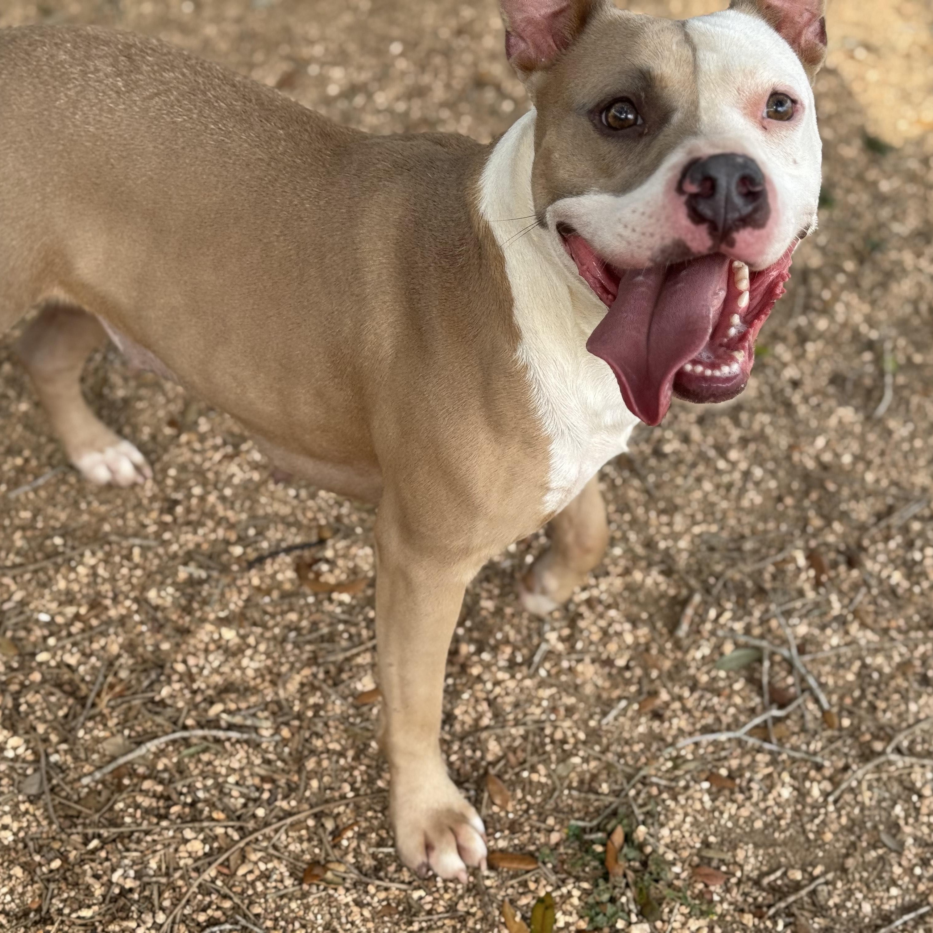 Amber, Adoptable, Young Female American Staffordshire Terrier.