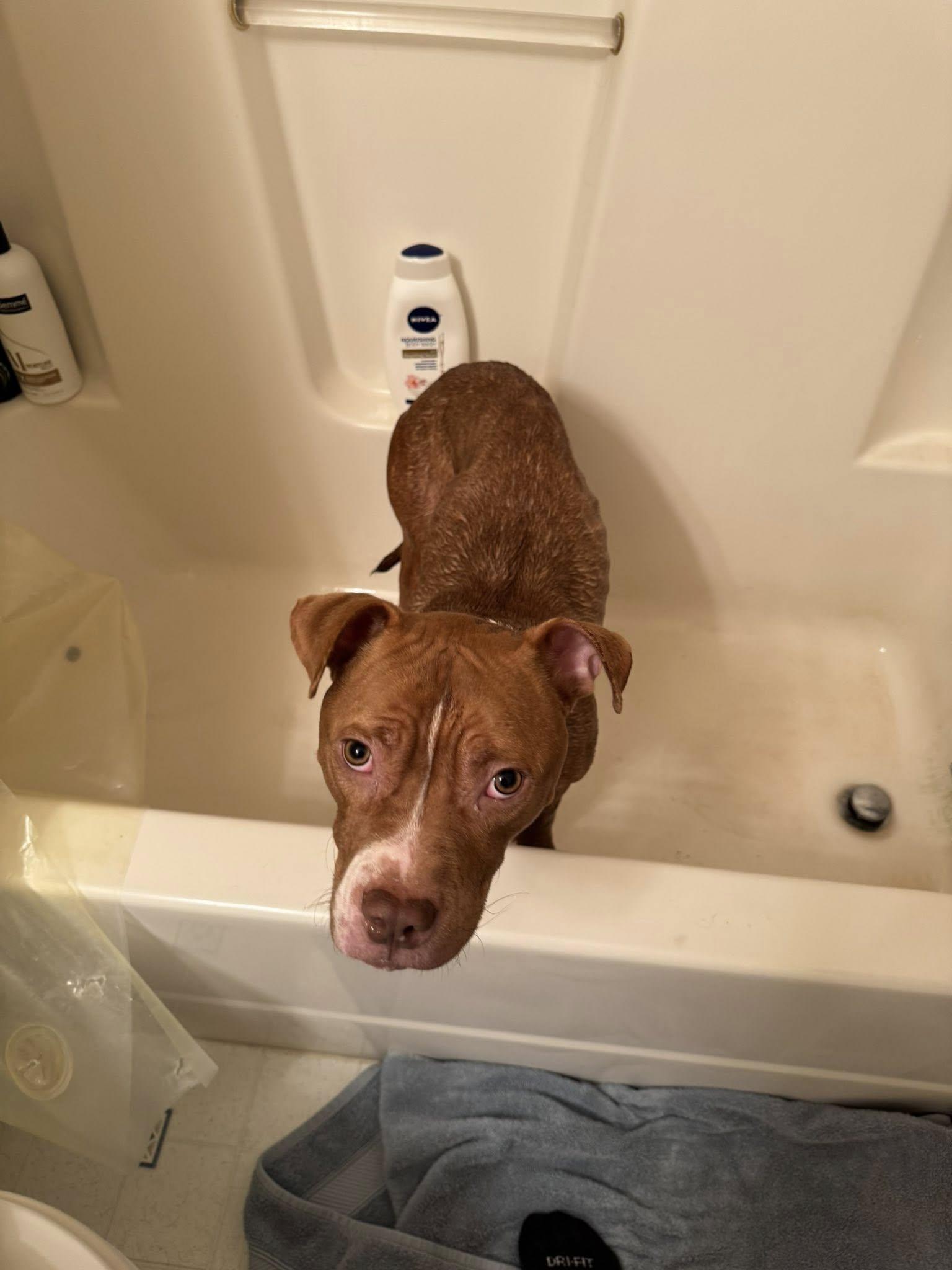 Terrance, a Adopted Mixed Breed in Glenmoore, PA image 1/3