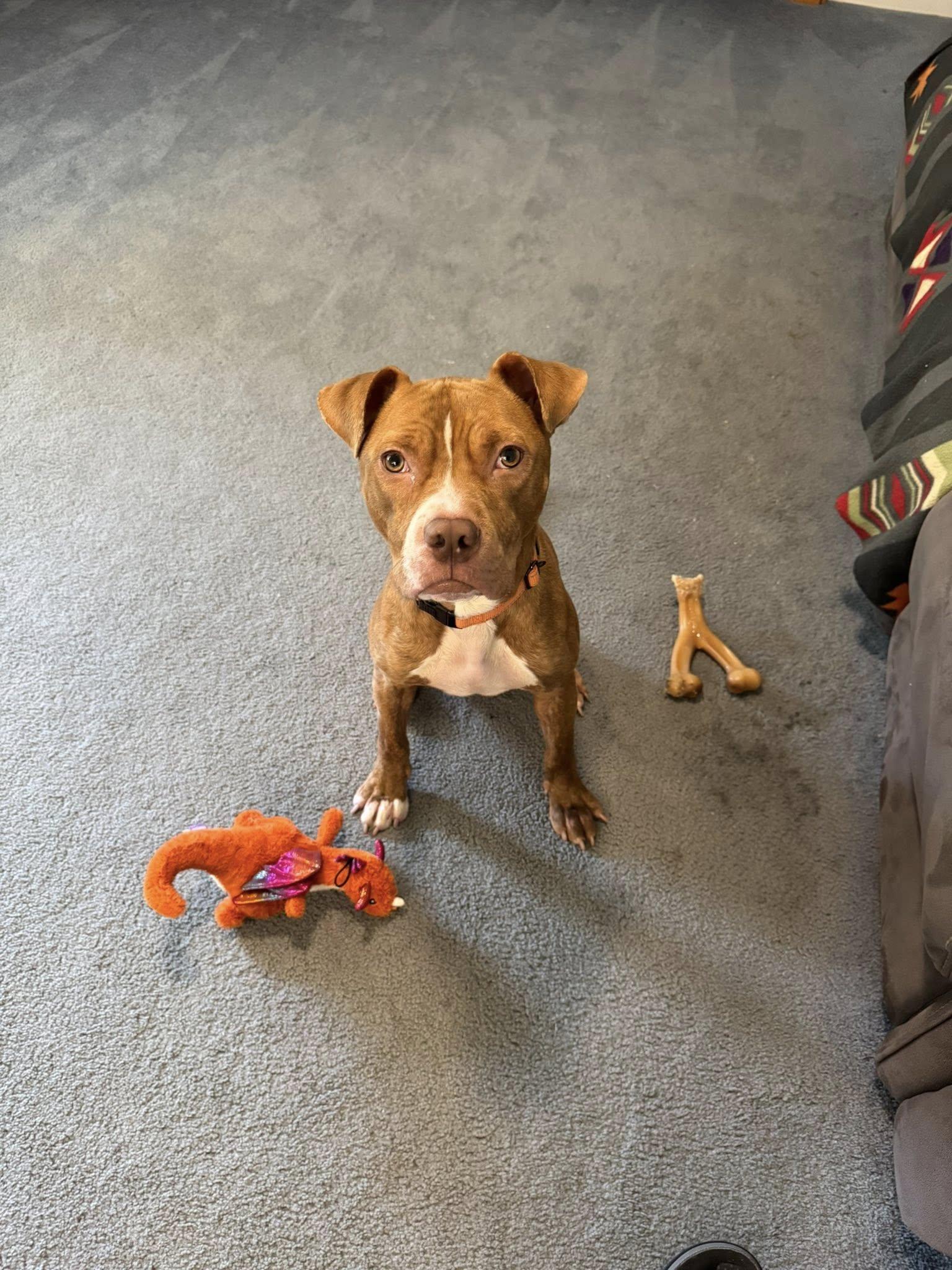 Terrance, a Adopted Mixed Breed in Glenmoore, PA image 2/3