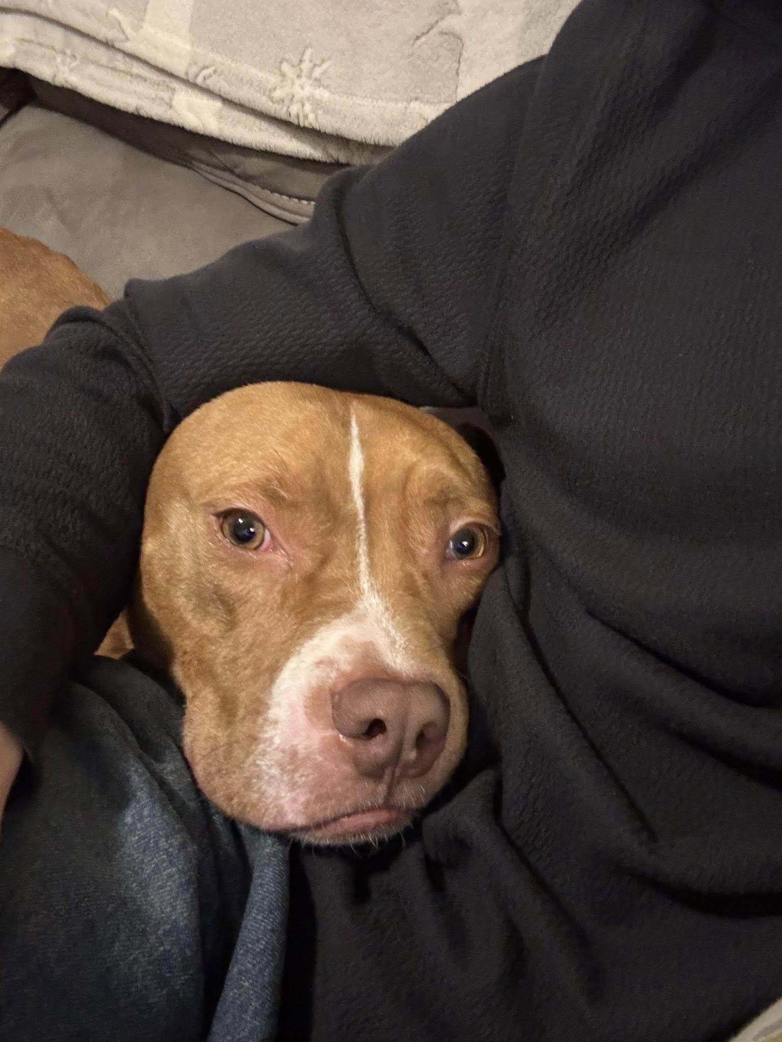 Terrance, a Adopted Mixed Breed in Glenmoore, PA image 3/3