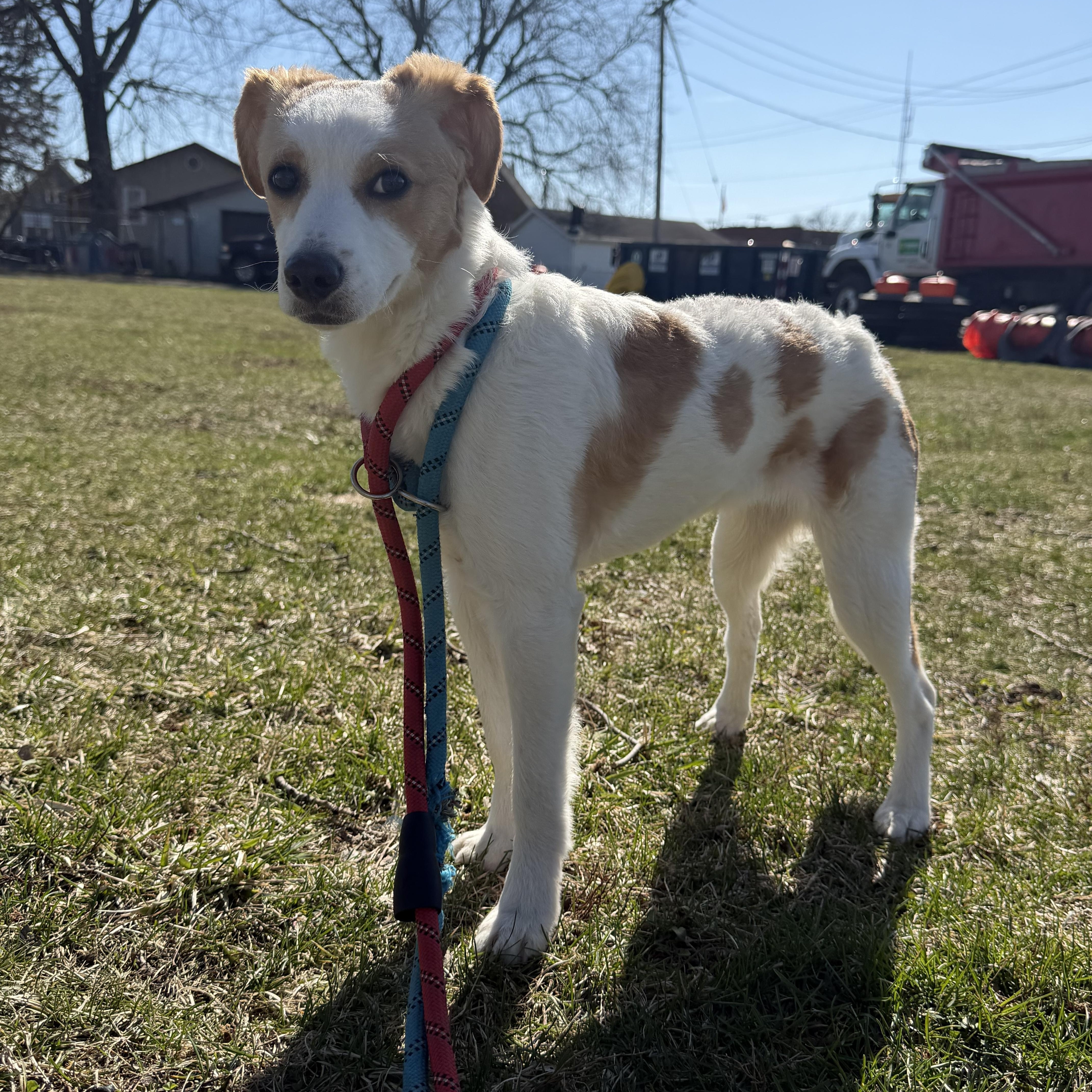 Enlarge Beignet , a ADOPTABLE mixed breed in Steger, IL image 2/3