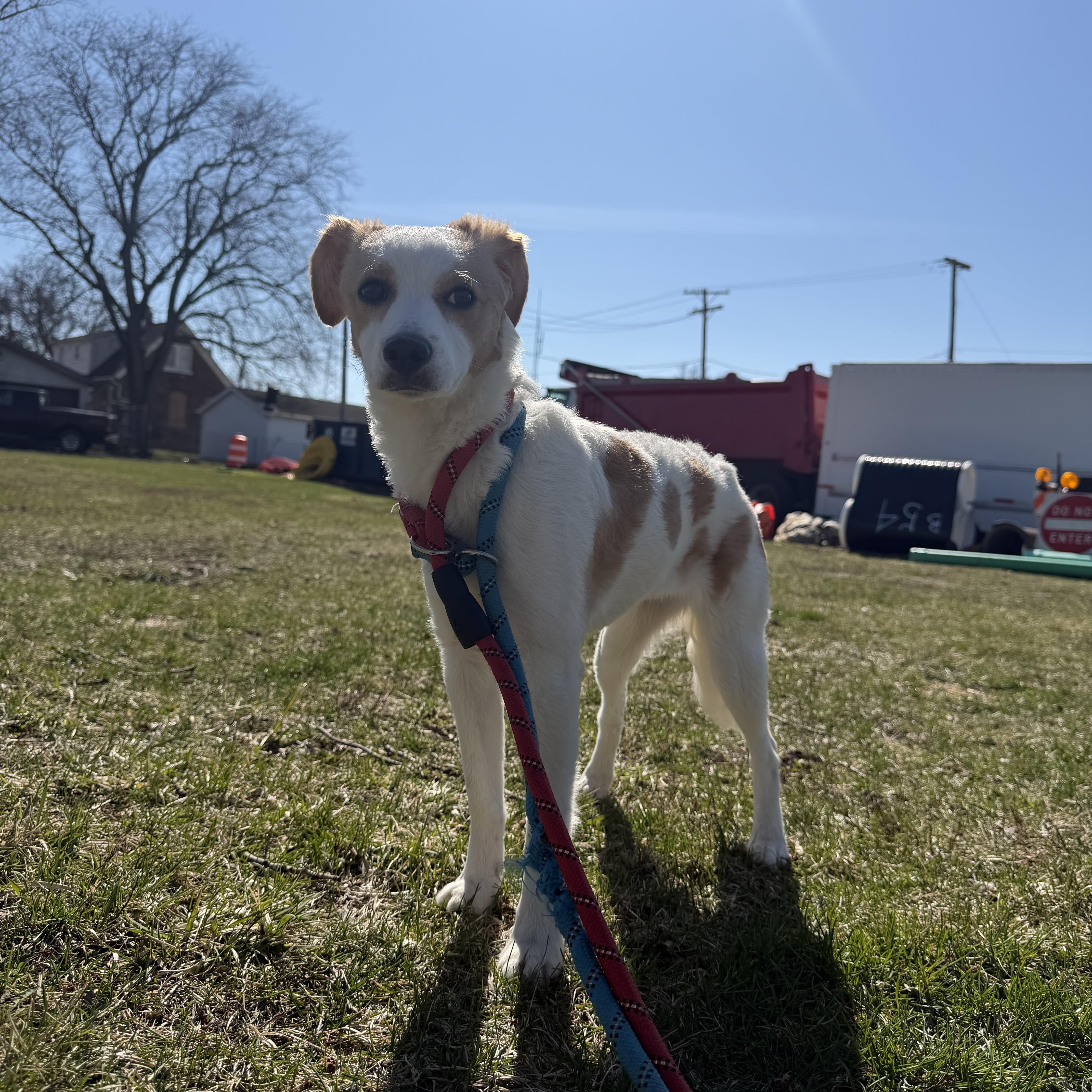 Enlarge Beignet , a ADOPTABLE mixed breed in Steger, IL image 1/3