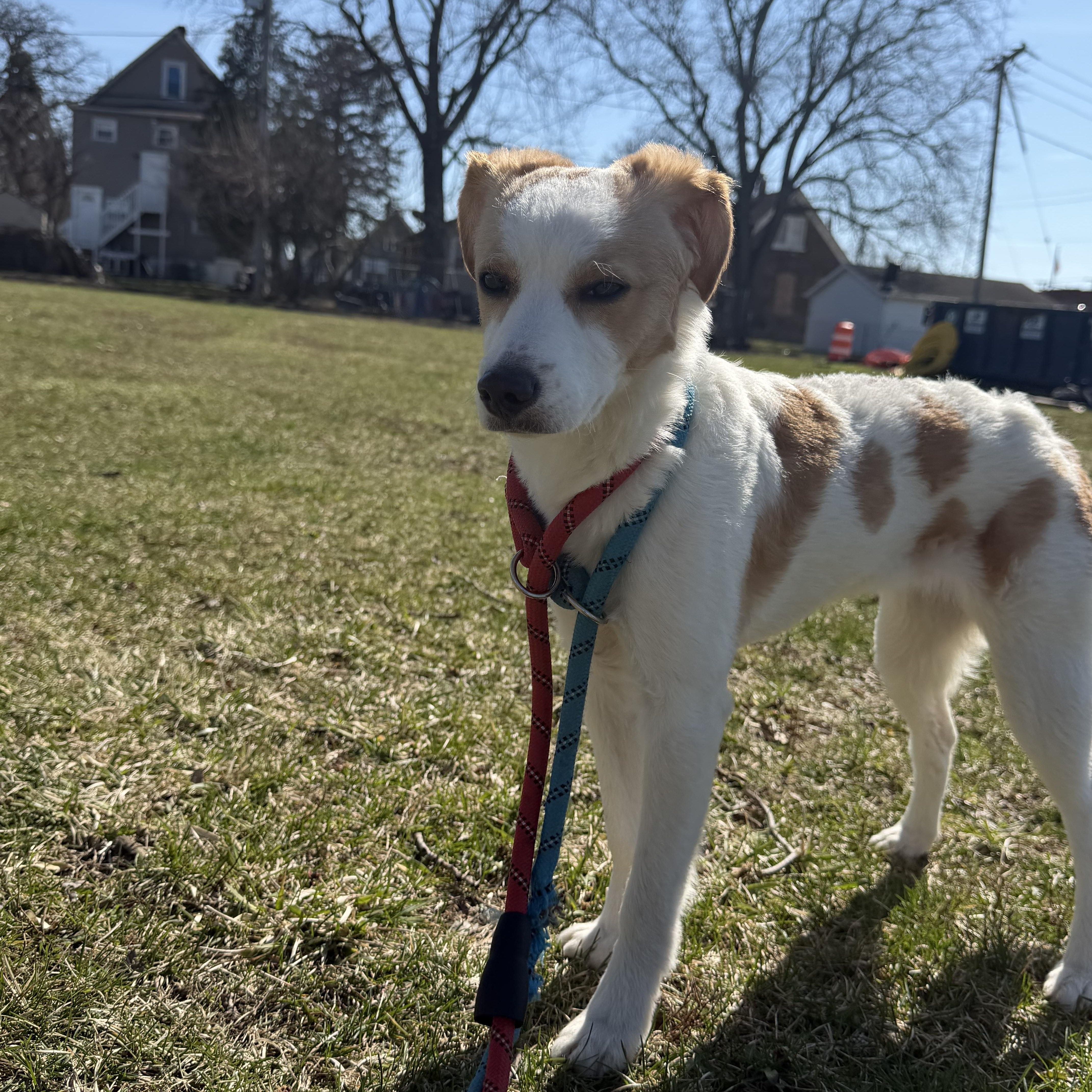 Enlarge Beignet , a ADOPTABLE mixed breed in Steger, IL image 3/3
