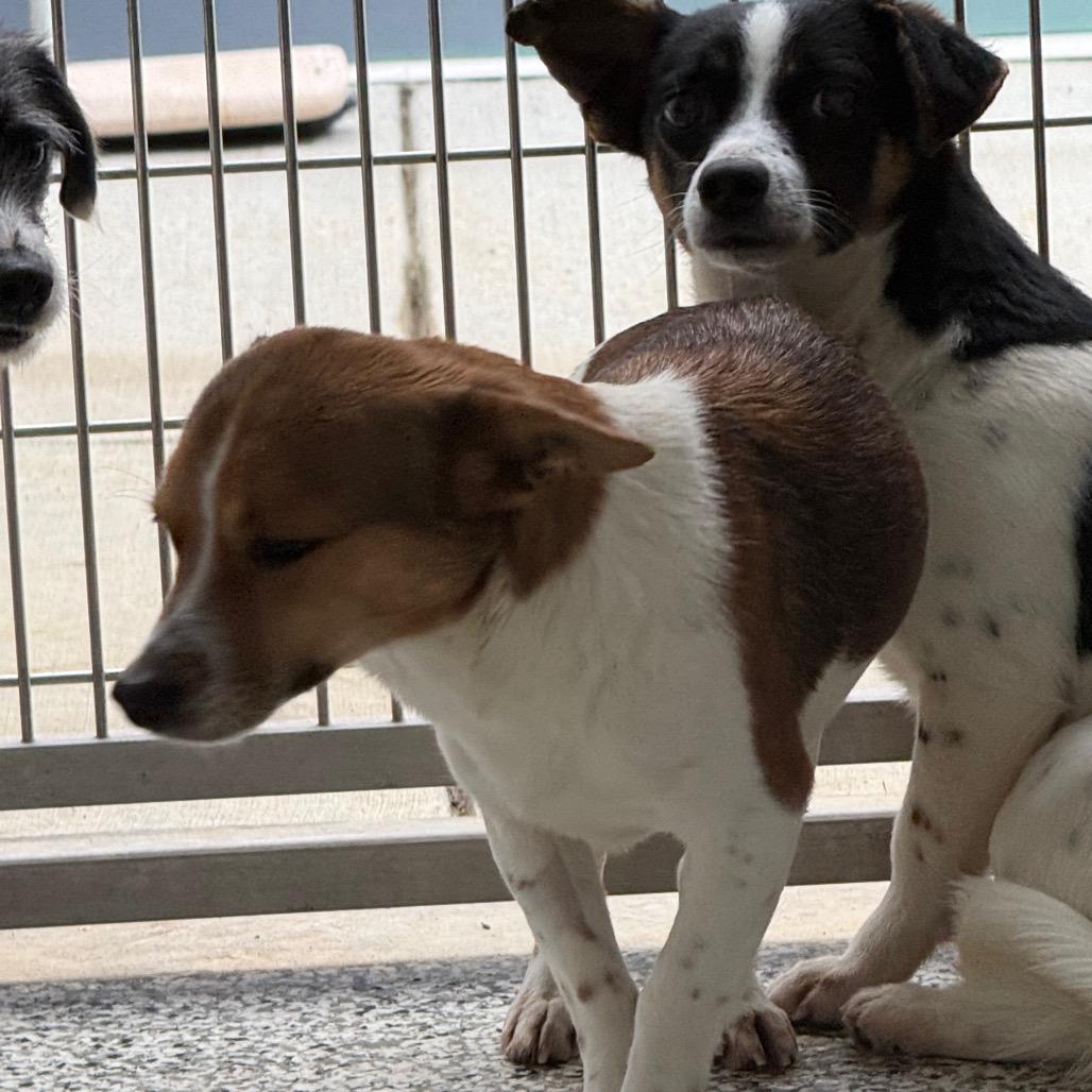 Sloane, Adoptable, Adult Female Mixed Breed & Mixed Breed.