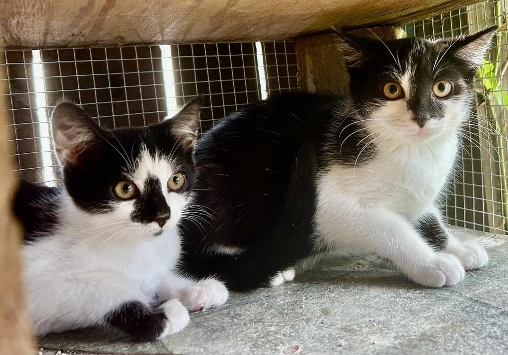 Salty, Adoptable, Kitten Male Domestic Short Hair.