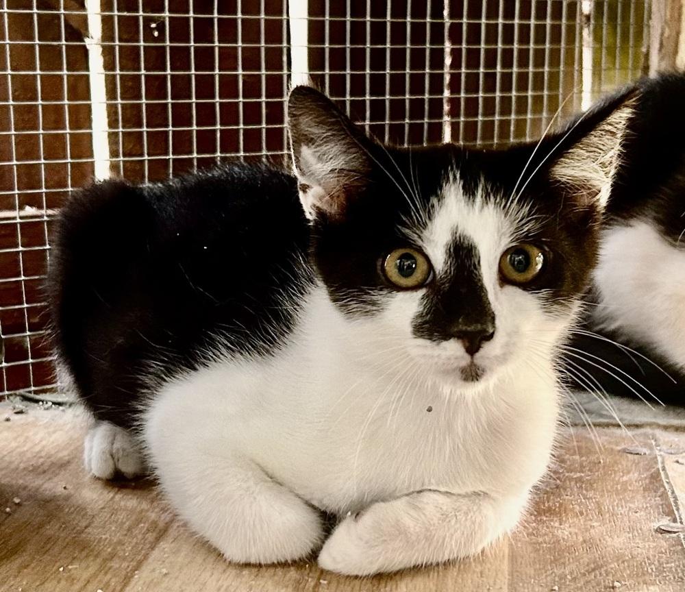 Enlarge Salty, a Adoptable mixed breed in Franklin, WV image 3/4