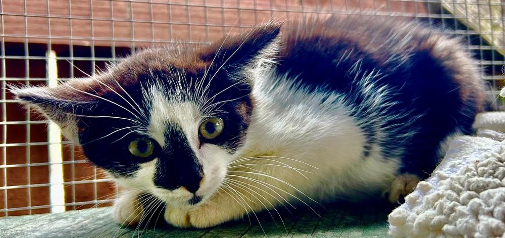 Enlarge Salty, a Adoptable mixed breed in Franklin, WV image 4/4
