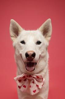 Trixie, Adult Female Husky