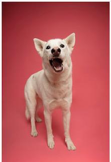 Trixie photo 3