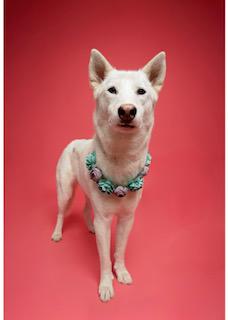 Trixie photo 6