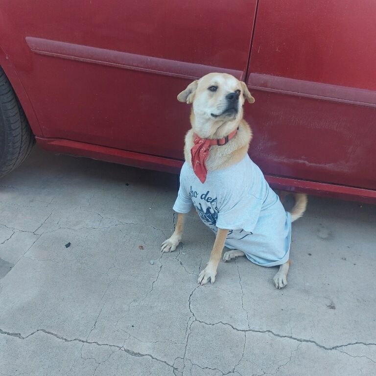 Enlarge Peincess, a Adoptable mixed breed in Oceanside, CA image 3/5
