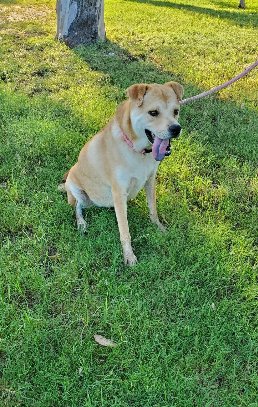 Peincess, Adoptable, Adult Female Labrador Retriever & Chow Chow.