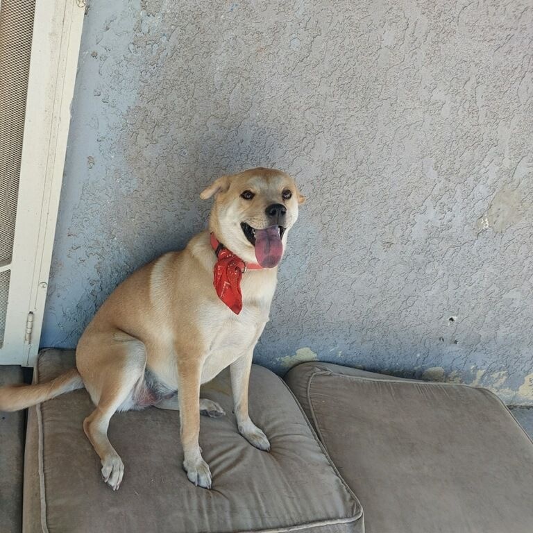 Enlarge Peincess, a Adoptable mixed breed in Oceanside, CA image 4/5