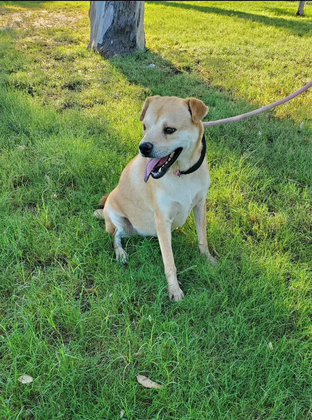 Enlarge Peincess, a Adoptable mixed breed in Oceanside, CA image 5/5