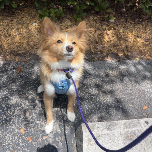 Markie, a Adoptable mixed breed in Plantation, FL image 1/6