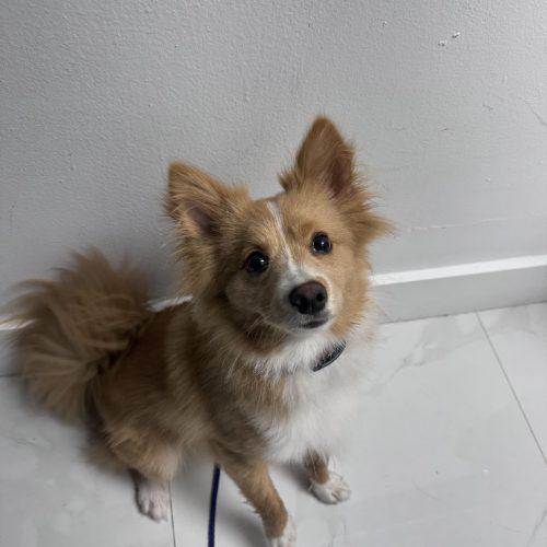 Markie, a Adoptable mixed breed in Plantation, FL image 2/6