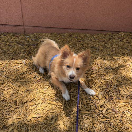 Markie, a Adoptable mixed breed in Plantation, FL image 3/6