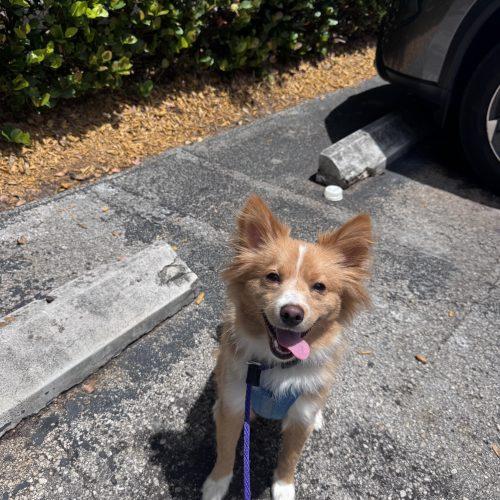 Markie, a Adoptable mixed breed in Plantation, FL image 4/6