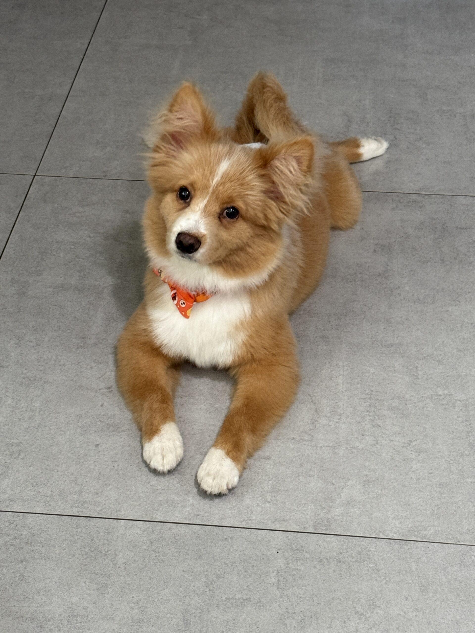 Markie, a Adoptable mixed breed in Plantation, FL image 5/6