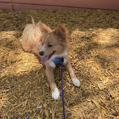 Markie, a Adoptable mixed breed in Plantation, FL image 6/6
