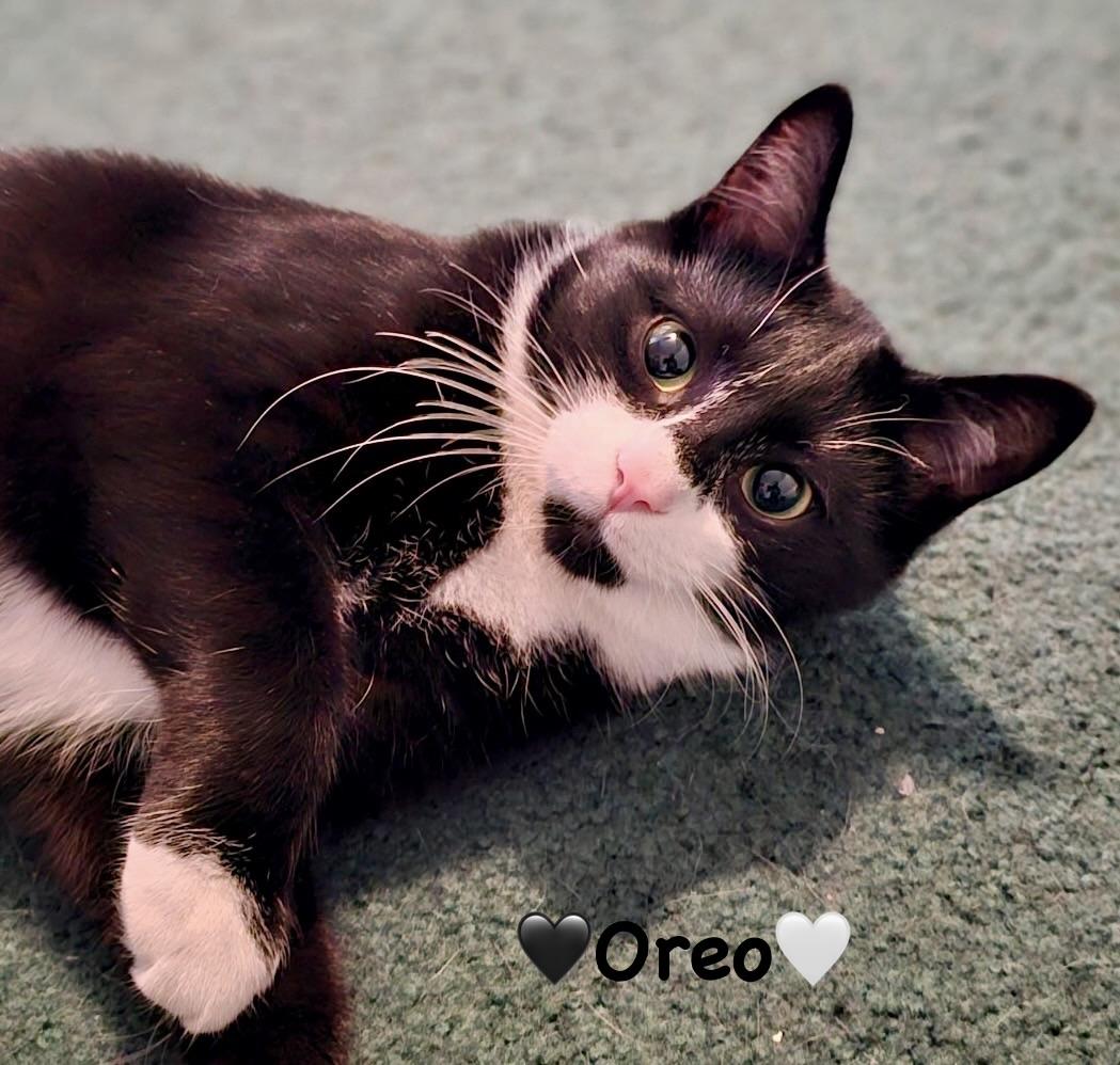 Enlarge Oliver and Oreo, a ADOPTABLE Tuxedo in Copley, OH image 2/3