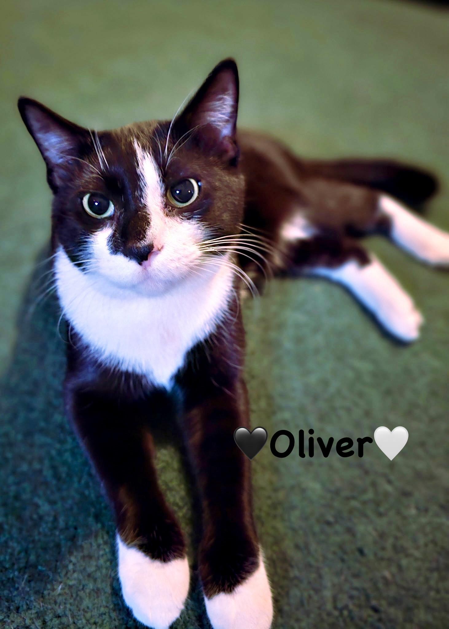 Enlarge Oliver and Oreo, a ADOPTABLE Tuxedo in Copley, OH image 3/3