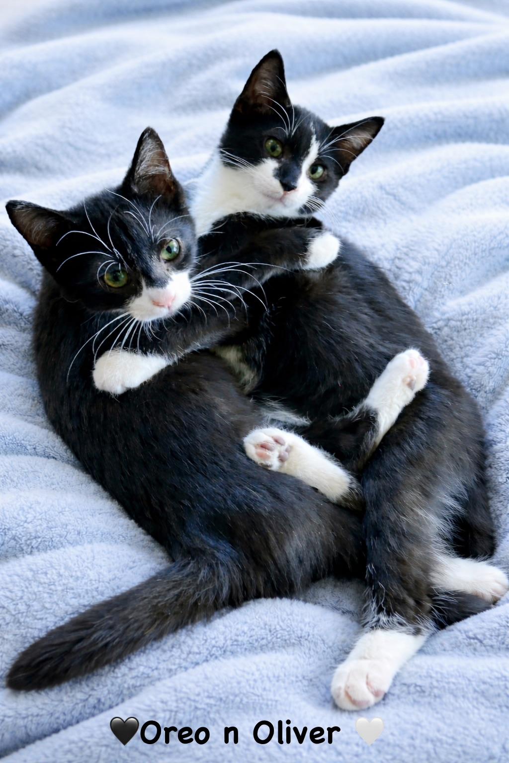 Oliver and Oreo, ADOPTABLE, Young Male Tuxedo.