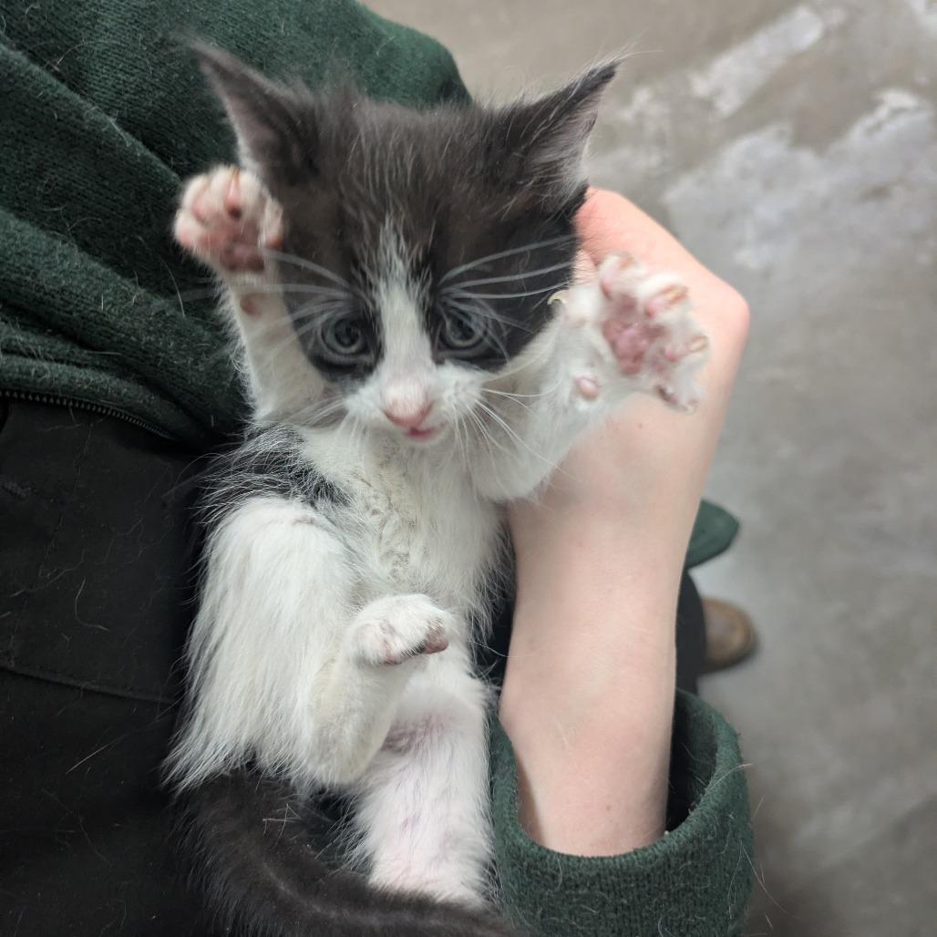 Hiccup, Adoptable, Kitten Female Domestic Medium Hair.