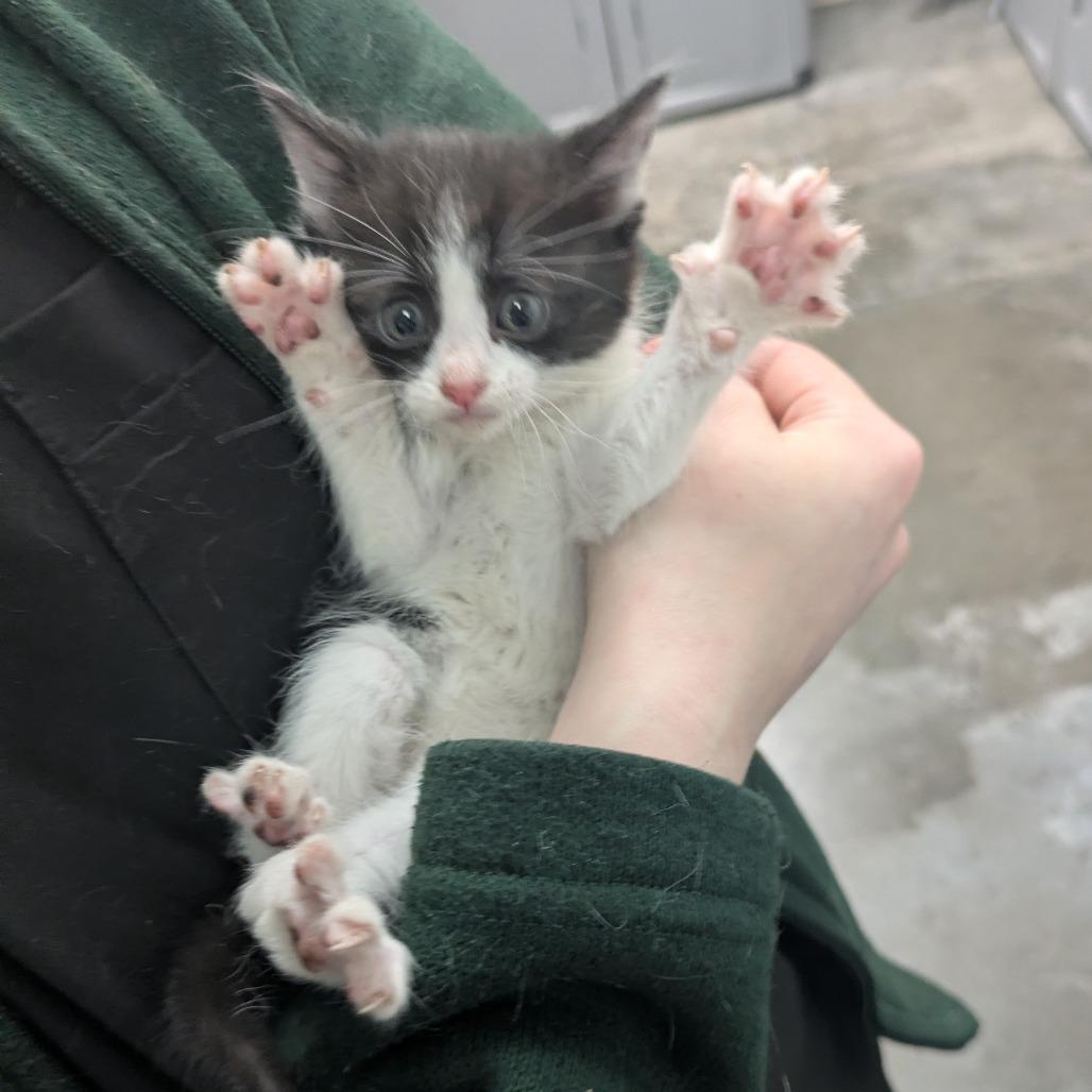 Hiccup, a Adoptable Domestic Medium Hair in Manhattan, KS image 2/2