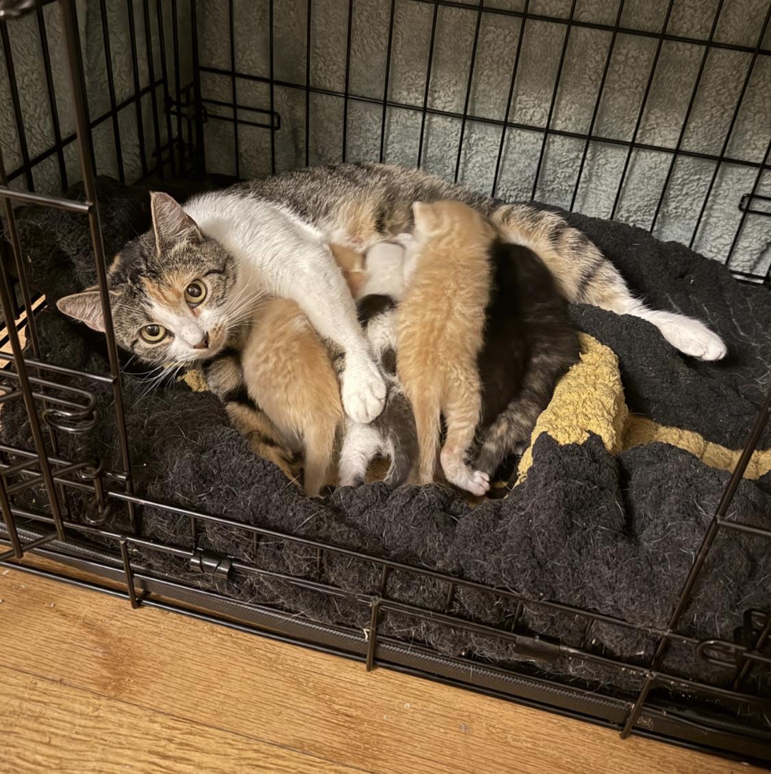 Angel, a ADOPTABLE Domestic Short Hair in Cincinnati, OH image 1/2