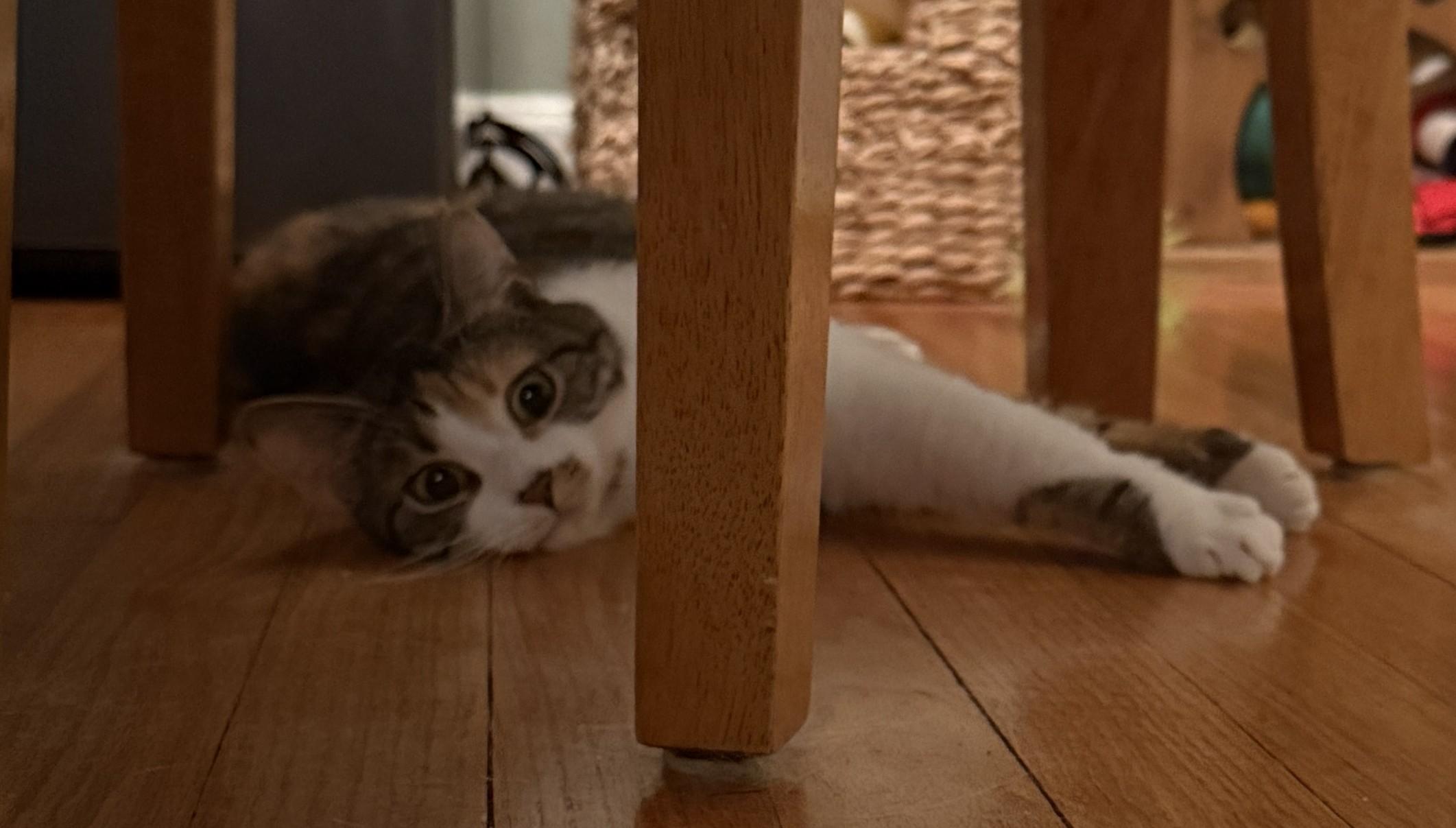Angel, a ADOPTABLE Domestic Short Hair in Cincinnati, OH image 3/6