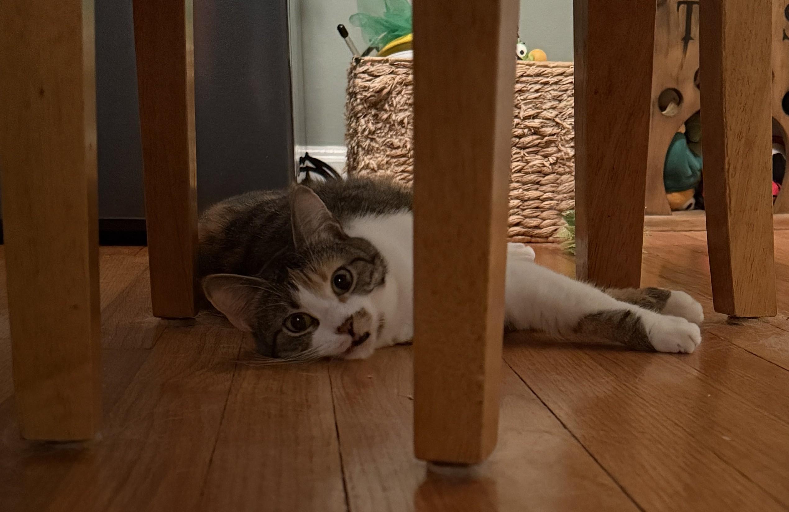 Angel, a ADOPTABLE Domestic Short Hair in Cincinnati, OH image 4/6