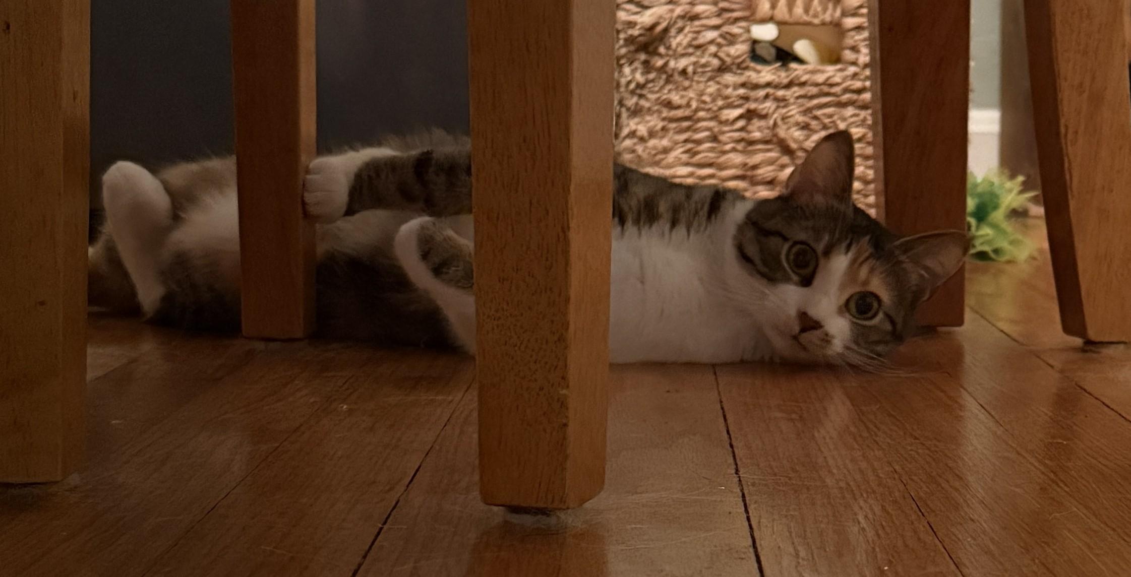 Angel, a ADOPTABLE Domestic Short Hair in Cincinnati, OH image 5/6