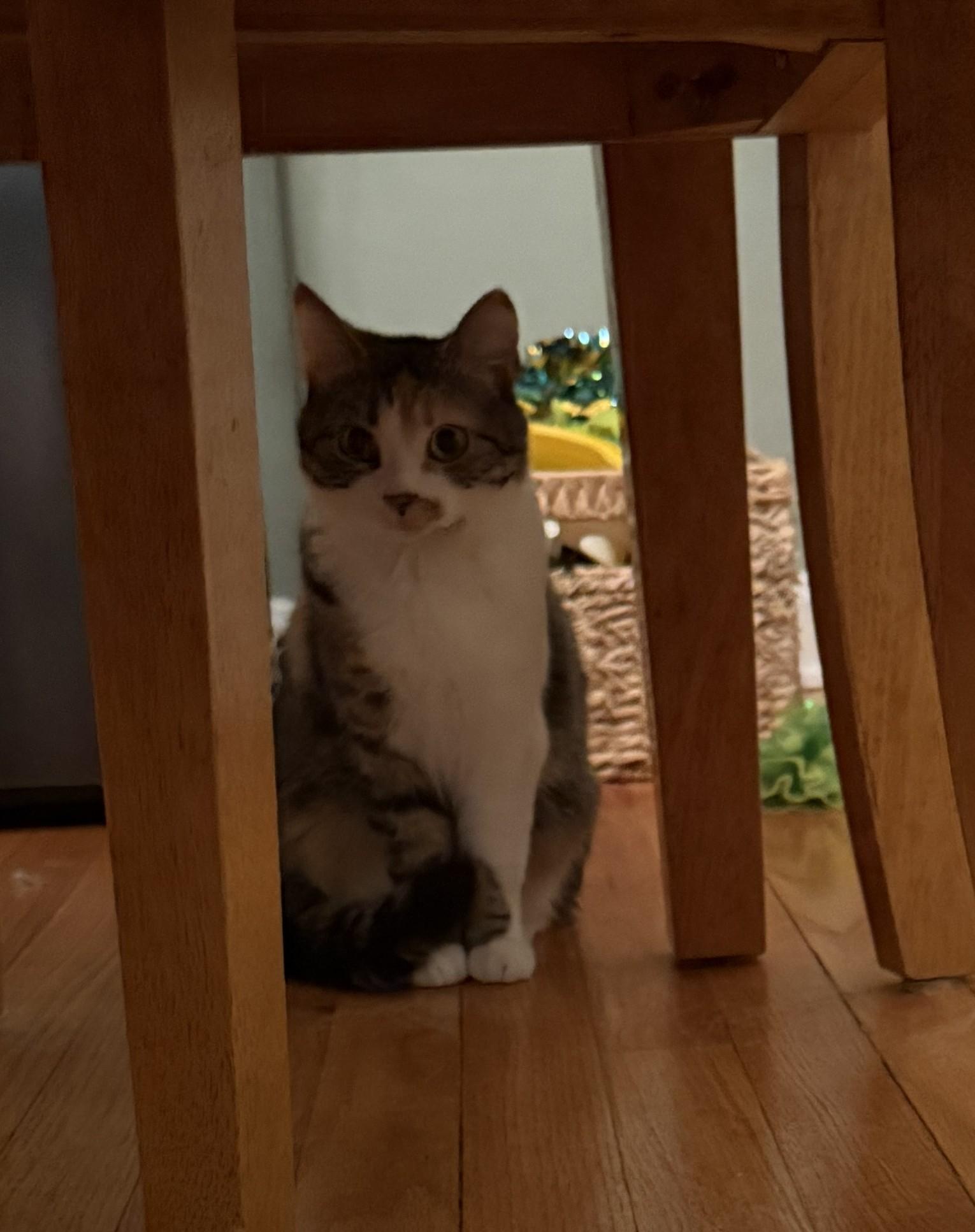 Angel, ADOPTABLE, Young Female Domestic Short Hair.