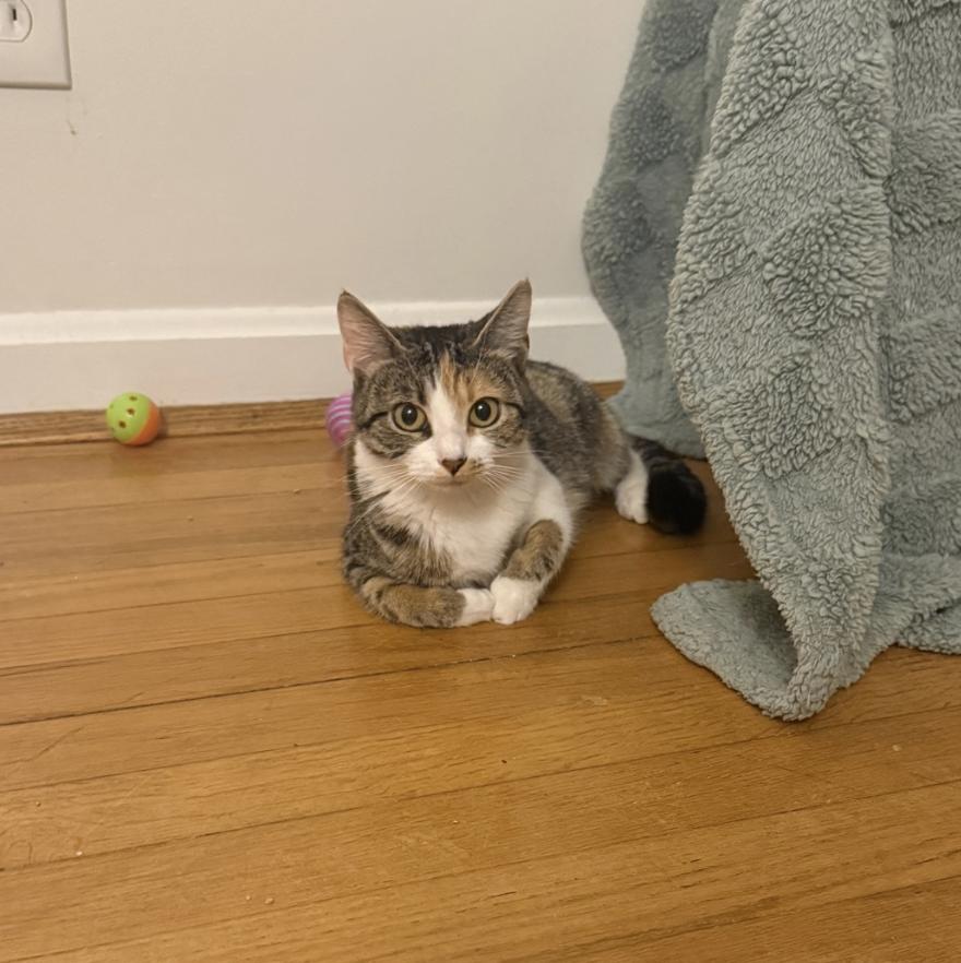 Angel, a ADOPTABLE Domestic Short Hair in Cincinnati, OH image 2/2