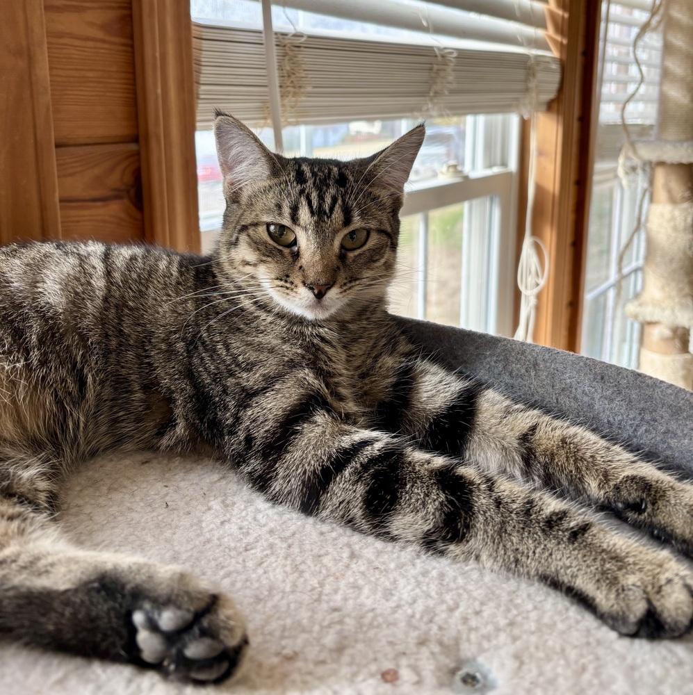 Fluff, Adoptable, Young Female Domestic Short Hair.