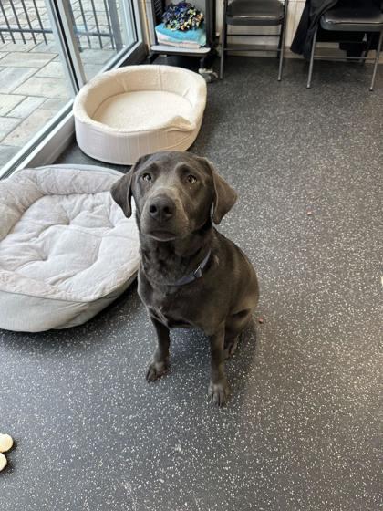 Loki, a Adoptable mixed breed in Scotia, NY image 1/3