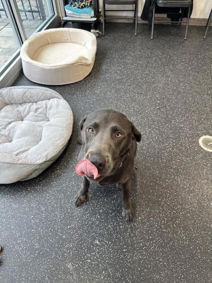 Loki, a Adoptable mixed breed in Scotia, NY image 2/3