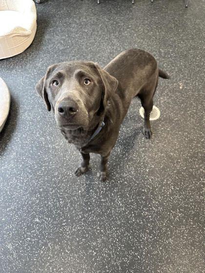 Loki, a Adoptable mixed breed in Scotia, NY image 3/3