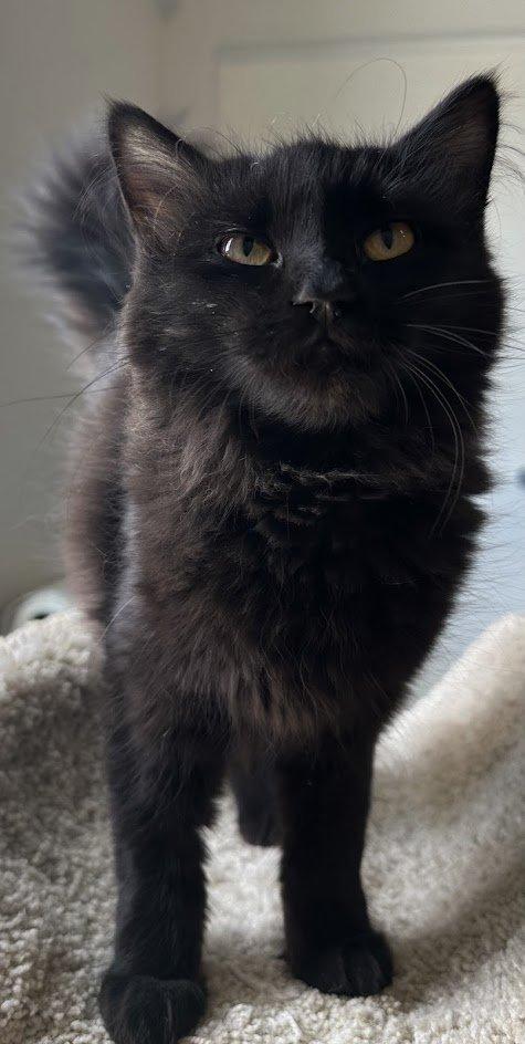 Francine 6
