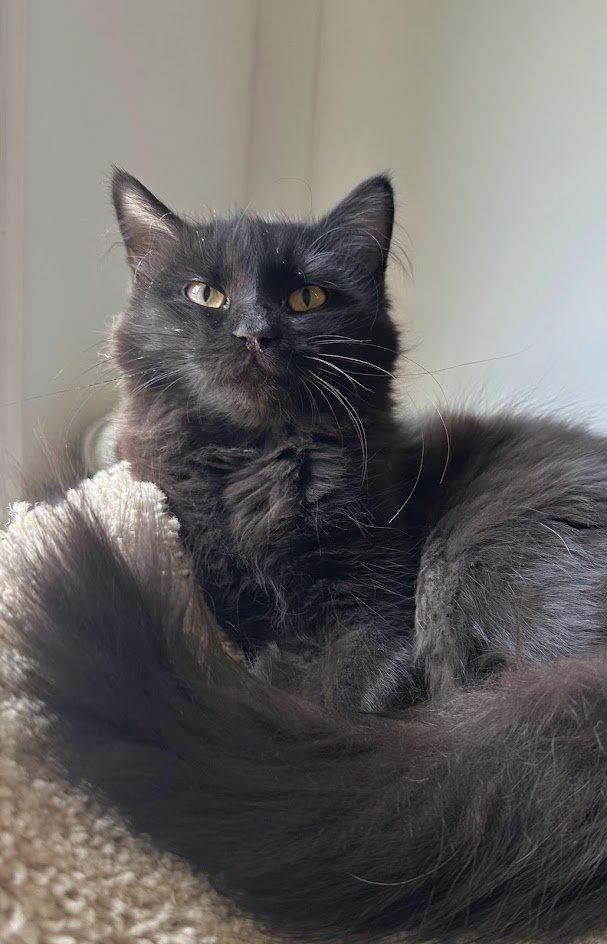 Francine