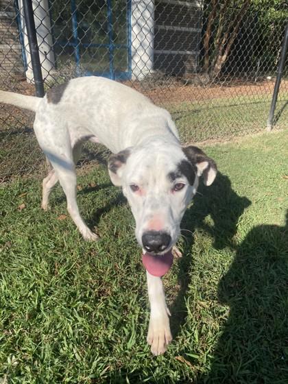 Raichu, Adoptable, Adult Male Collie & Hound.