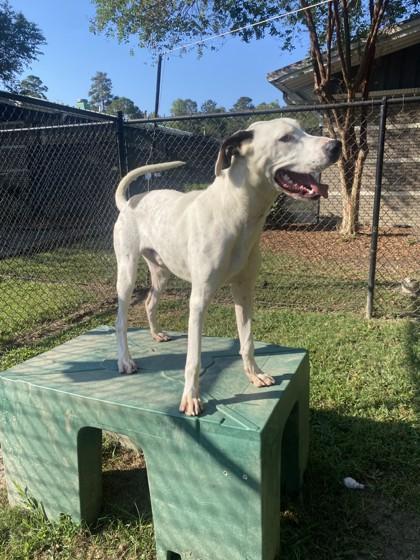 Raichu, a Adoptable mixed breed in Conway, SC image 3/3