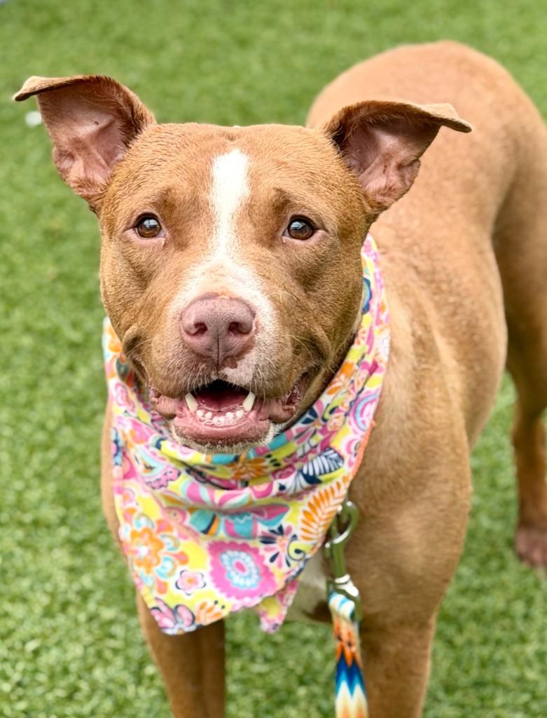 Renee, a Adoptable mixed breed in Hartsville, SC image 1/6