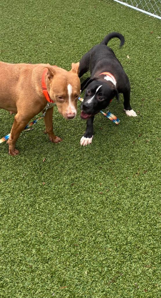 Renee, a Adoptable mixed breed in Hartsville, SC image 2/6