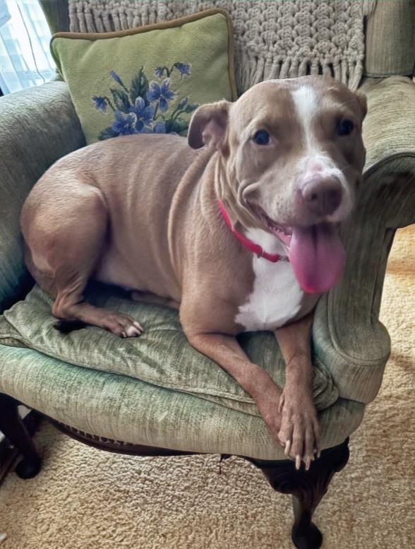 Renee, a Adoptable mixed breed in Hartsville, SC image 3/6