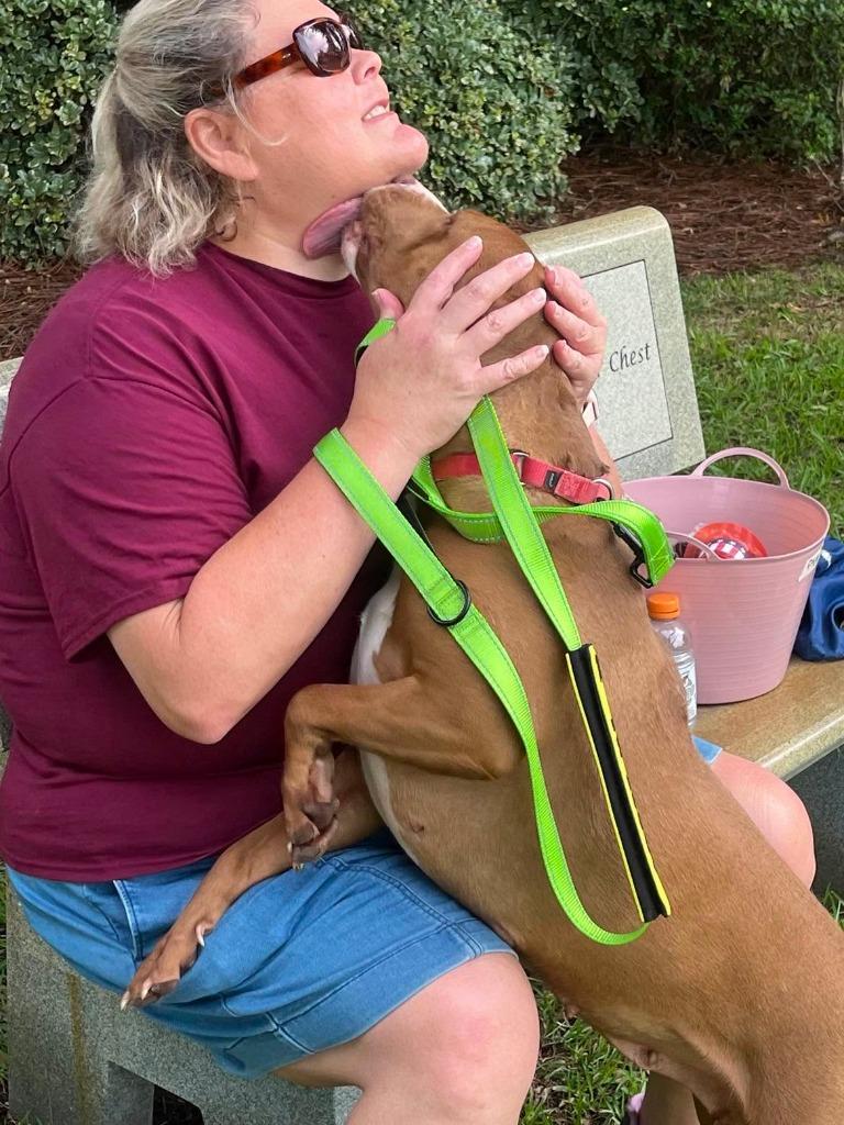 Renee, a Adoptable mixed breed in Hartsville, SC image 4/6