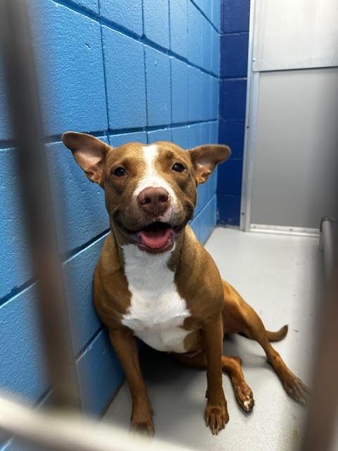 Renee, a Adoptable mixed breed in Hartsville, SC image 5/6
